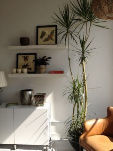 Plants that clean the air while adding ambiance 4
